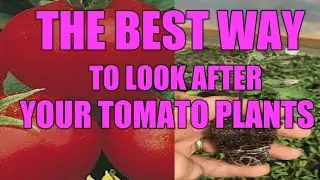 🍅Is the best way to look after tomatoes Yum yum can't wait to harvest🍅