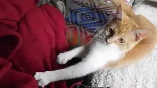 Tchoki vs String