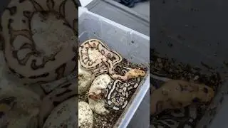 Ball Python Eggs Hatching! #animals #ballpython #reptiles #snake #ballpythonmorphs #egg