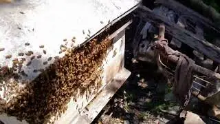 Хааа,не дал сбежать...