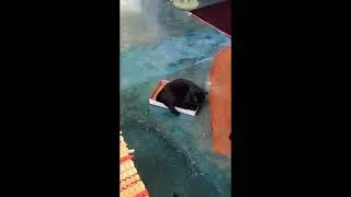 Lola wins the box