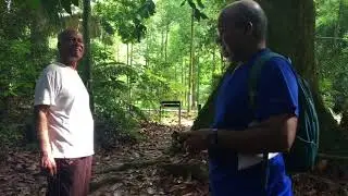 Walk in the Forest- FRIM