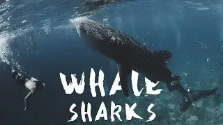 I swam with WHALE SHARKS (Cebu, Philippines)