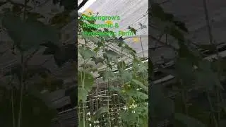 #hydroponics