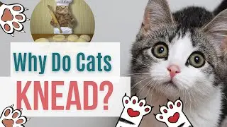 Why Do Cats Knead