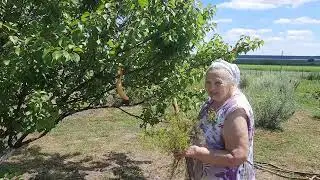 Разыграли тещу
