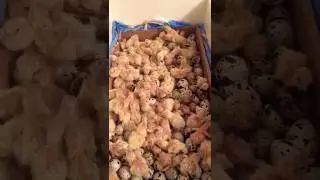 ПЕРЕПЕЛА \ Им 4 часа а уже какие активные. 