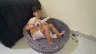 #youtubefeed #doglovers #dog #puppy #puppylove #goldenretriever #shortvlog #shorts