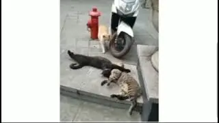 that cat is dead rip😂