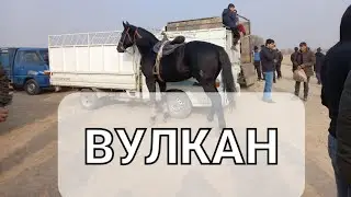 бози бузкаши асп бо номи вулкан