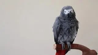 How to Train Your Parrot to Talk