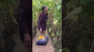 87 Years Old Grandma Harvesting Cucumber #harvesting #farrming