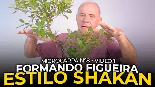 FORMANDO BONSAI NO ESTILO SHAKAN | Fícus Microcarpa 8 - Vídeo 1