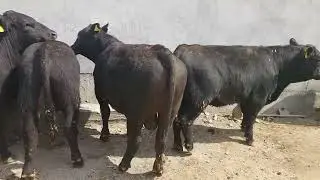 АБЕРДИН АНГУС НОМЕР 1 ЗОРЛАРИДАН☝️ 903057667