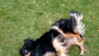 Sandy als toter Hund