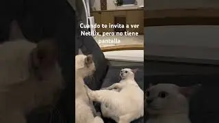 Oso oso eso es mentira #funnyreels #funnyshorts #funnycats #catshorts #catsofinstagram #cool #fun #
