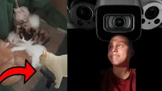 Поставил скрытую камеру кошке и котятам!!!😰