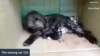 PERTAMA KALI LIHAT | Kucingku bersalin | Terimakasih Moms 💗💗💗 
