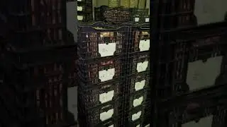 Пришла луковица , для заказа пишите в what’s up , +79605904334
