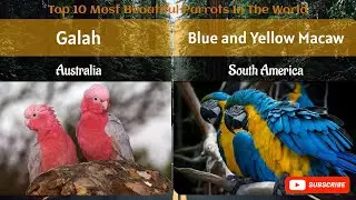 Top 10 most beautiful parrots in the world.