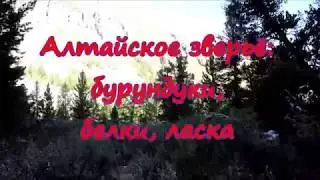 Алтайское зверьё: бурундуки, белки, ласка