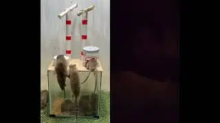 #mousetrap #rat #rattrap #bgb #news #breakingnews #foryou #memes #latestnews