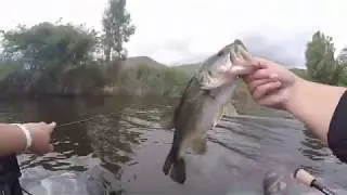The Same Thing Soft Jerk Bait (in smokey shad)