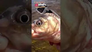 ОТПРАВИЛ КАРАСЯ С КАМЕРОЙ В ОЗЕРО ПОСМОТРЕТЬ ГДЕ ПРЯЧУТСЯ ЩУКИ. 