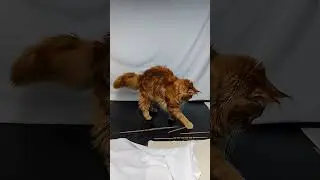 Shipmodeler’s assistant - Working on the YARDS - 