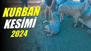 2024 Kurban Kesimi | Ankara Bağlum Kurban Pazarı - Büyükbaş ve Küçükbaş Kesimi