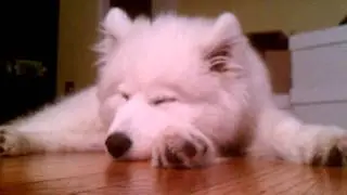 Lexi the Samoyed falling asleep 4 1/2 months