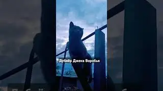 Кот-дублëр Джека Воробья) #cat #кот #оскар #piratesofthecaribbean #пиратыкарибскогоморя