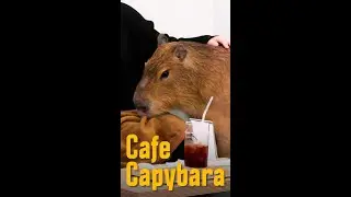 Capybara Cafe