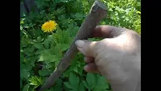 15. 05. 2023г. Из многолетних старых побегов прорастают скрытые узлы.