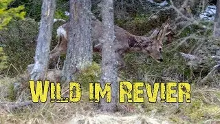 Wild im Revier (Frühling)