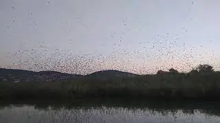 seregélyek a nádban