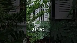 Cosy Home & Tropical Garden, Black & White House #gardendesign #tropicalgarden #houseplants
