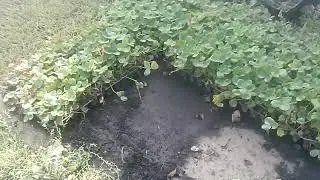 Продам саженци клубники Альба