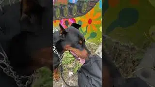 Доберман и неформалы #доберман #неформал #stockholm #shortvideo #sweden #sweden #puppy