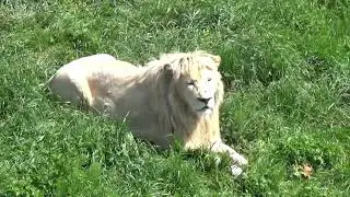Лето - это время львов🦁🌞 ПАРК ЗЕМЛЯ ПРАЙДА 🌿