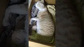 Funny cute cat feeding her baby #shorts @horrorcatchy