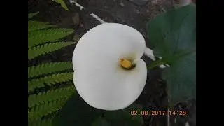 Как Цветут Белоснежные Каллы?