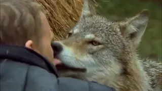 Movies About Taiga Top 10