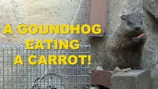 A Groundhog Eating a Carrot!