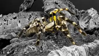 Poecilotheria regalis | Ptasznik królewski | ROYAL 👑