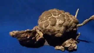 экспозиция  окаменелый коралловый риф 14
