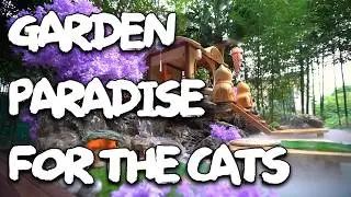 Garden Paradise for Stray Cats