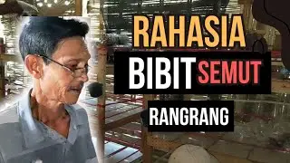 Bibit Semut Rangrang Krotoalaika Botol Aqua besar isi Semut 3x Lipat