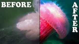 Underwater photography for beginners (on a budget) - Scuba and Sailing Ep 268
