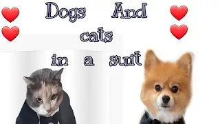Dogs and Cats in a suit.